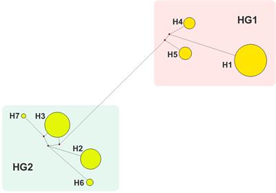 Cybrid Model Supports Mitochondrial Genetic Effect on Pig Litter Size